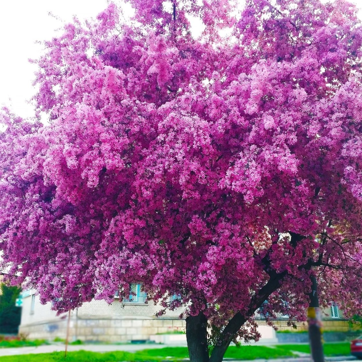 Яблочный сад