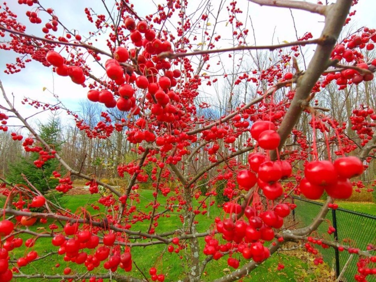 Плодовые деревья для сада