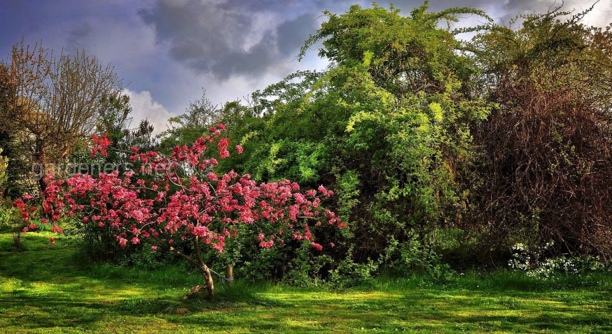 Пирамидальная яблоня