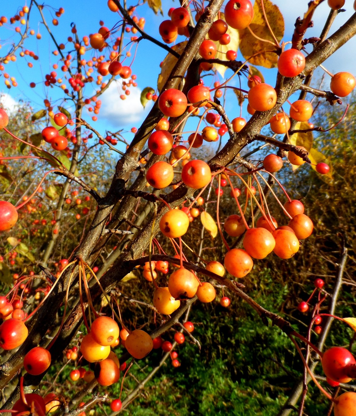 Райские яблочки сорт яблок