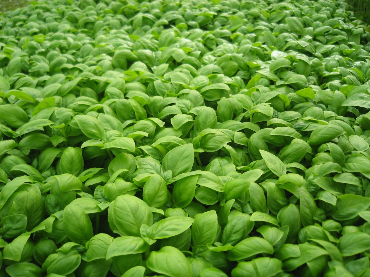 Хулба травы