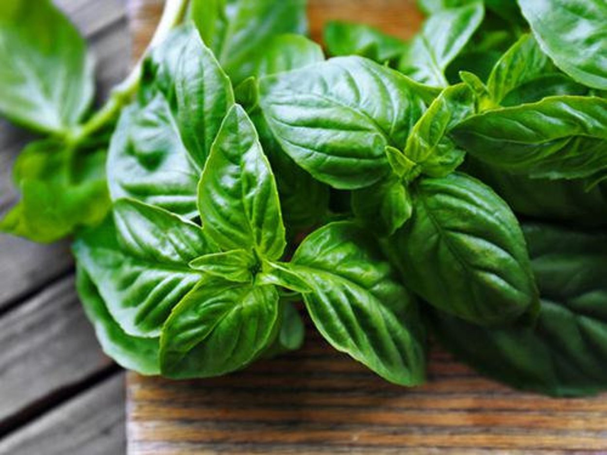 Базилик зеленый и красный