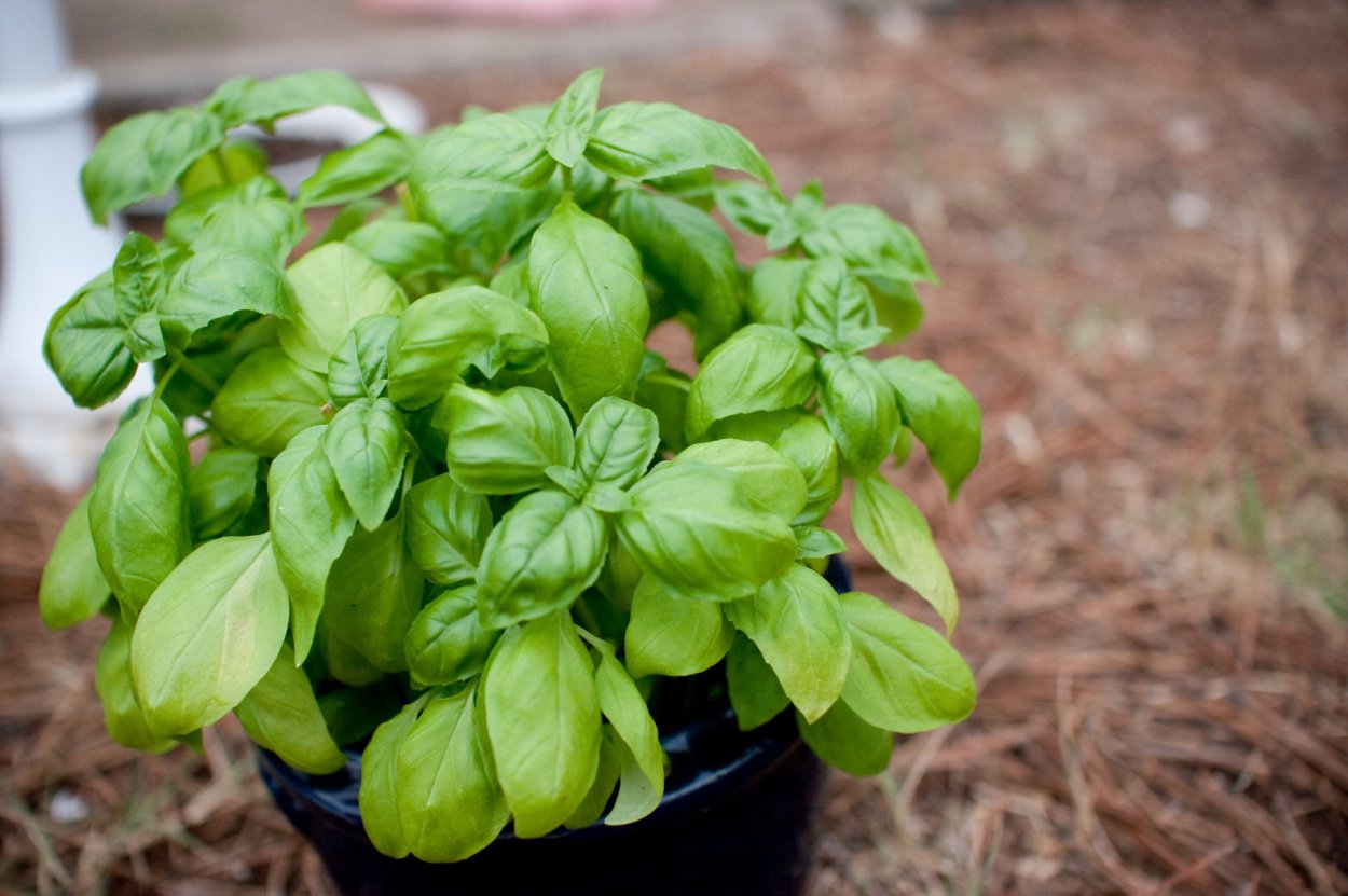 Базилик мелколистный лимон