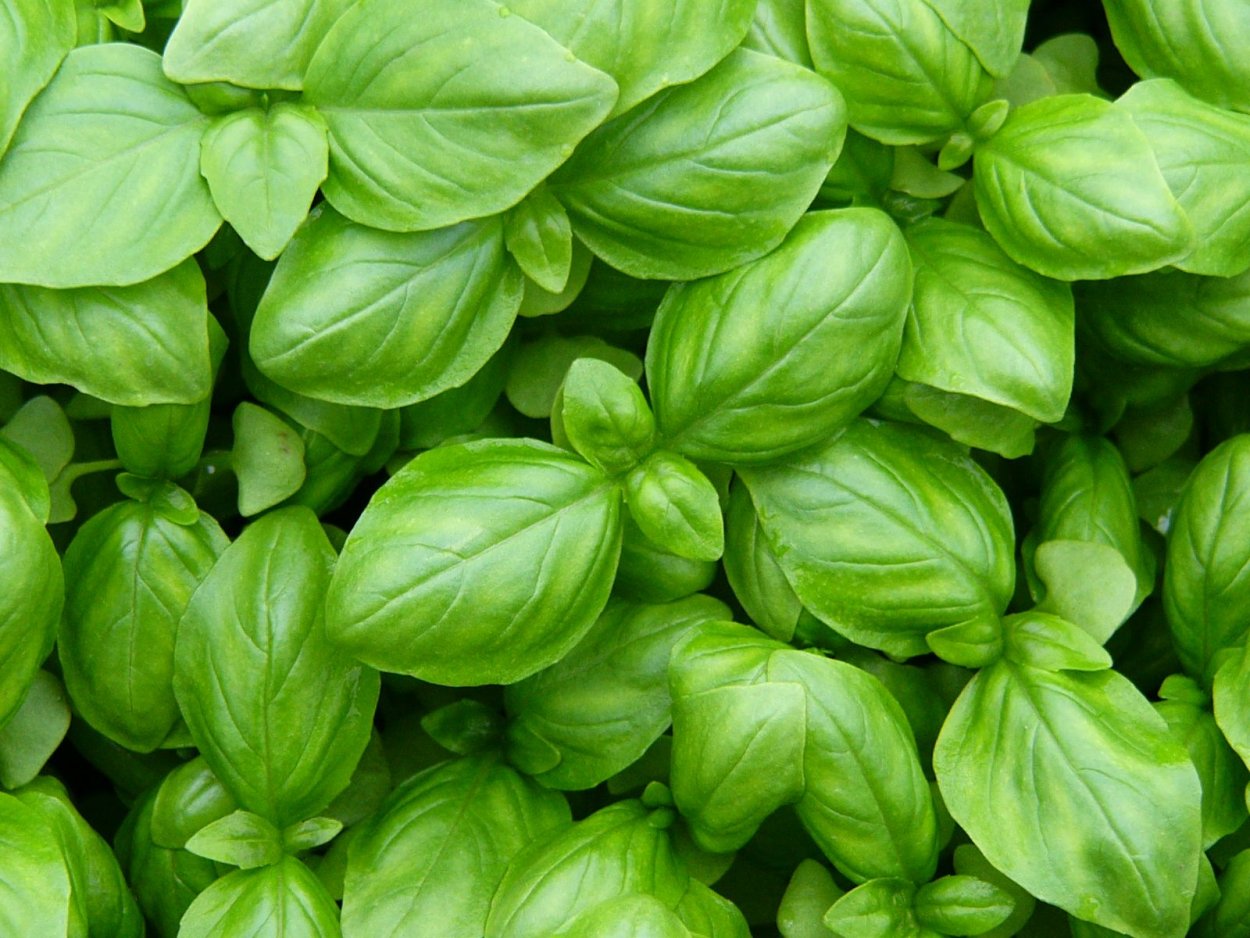 Базилик растение