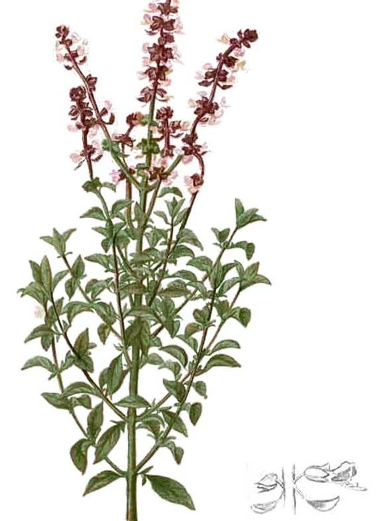 Песто трава