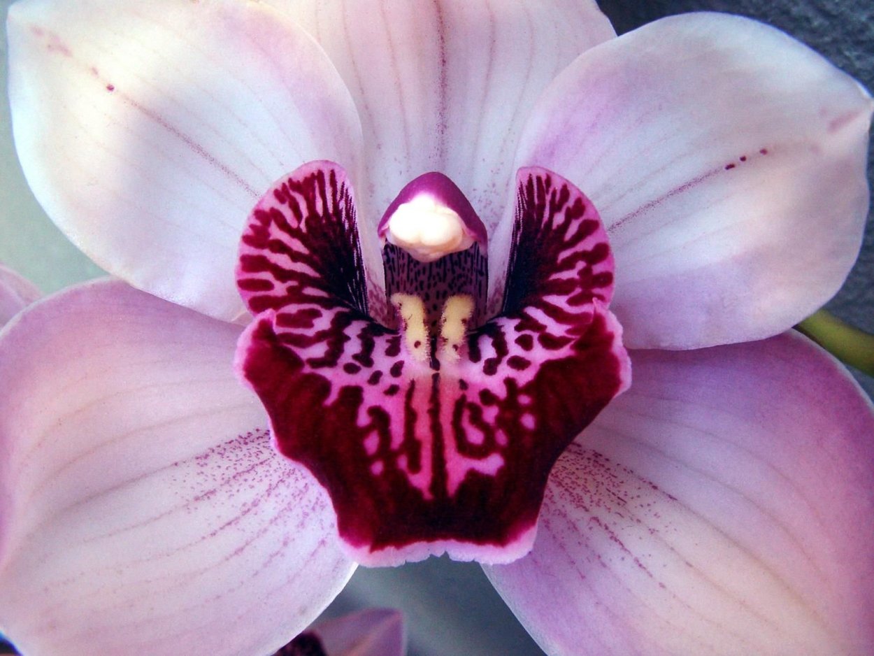 Орхидея Каталина