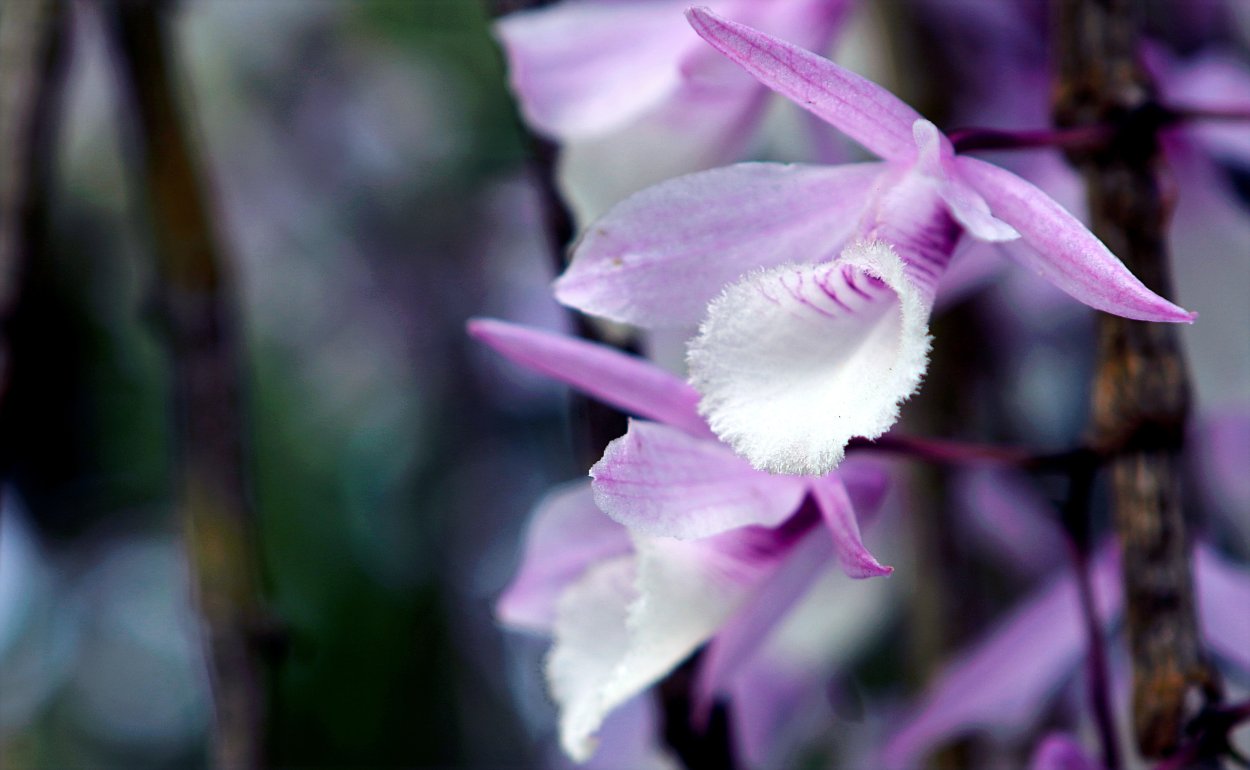 Фаленопсис Орхидея живые