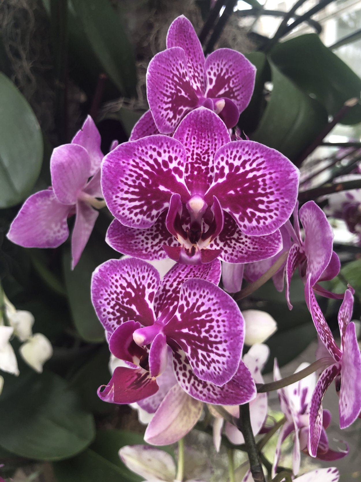 Орхидея фаленопсис Каталина