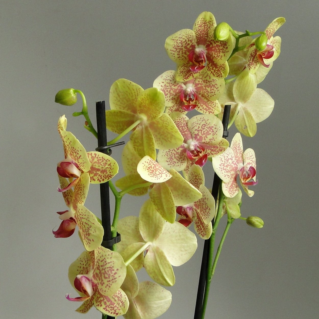 Цветок орхидеи