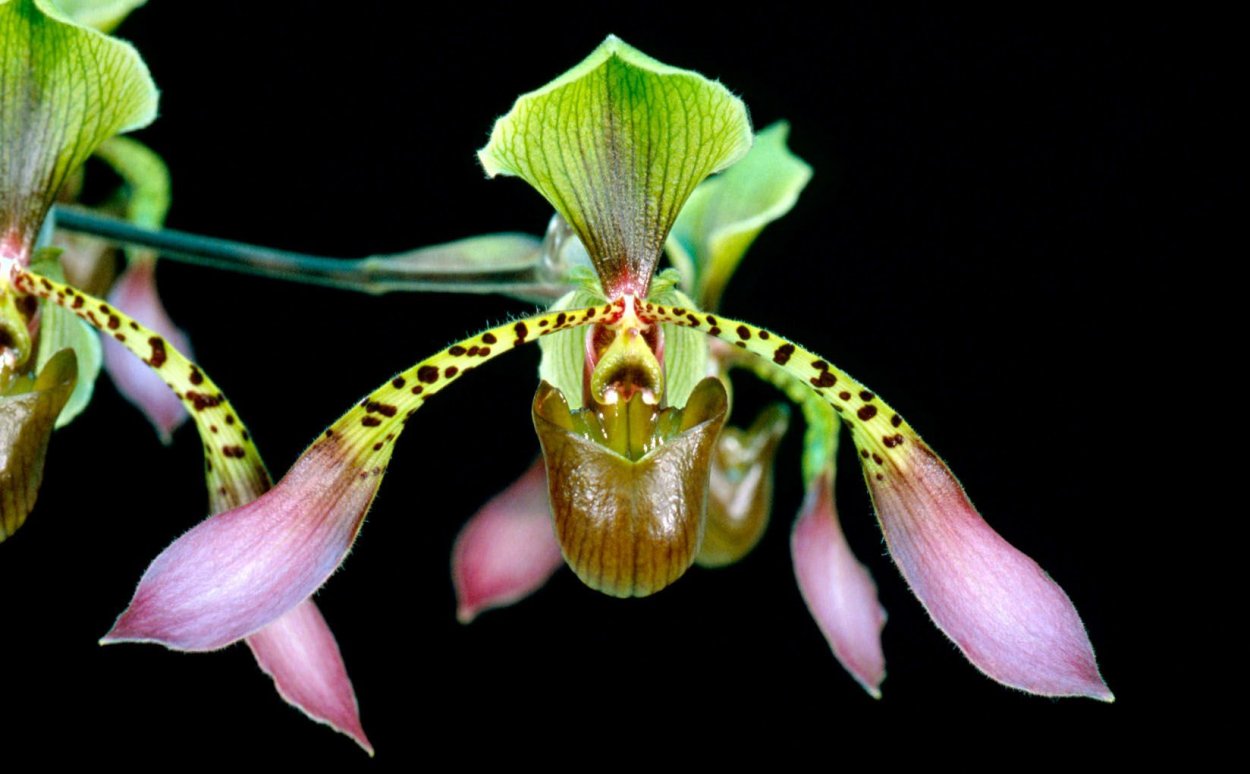 Цимбидиум Ванда