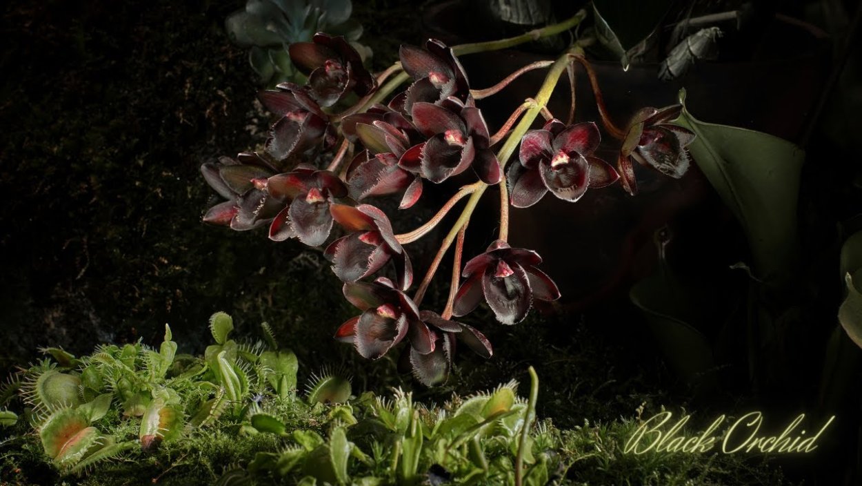 Розовая Орхидея фаленопсис бутоны