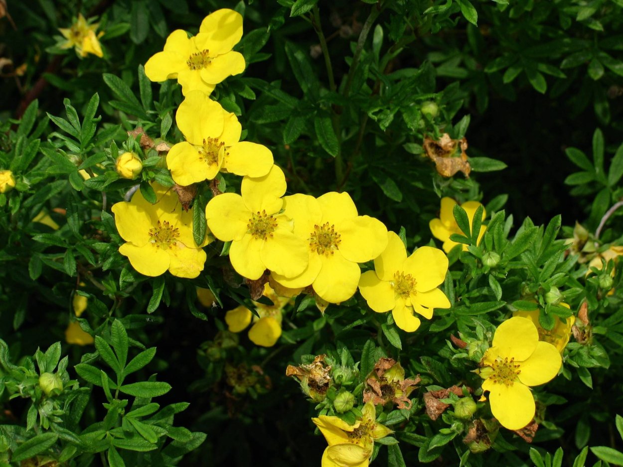 Лапчатка (dasiphora fruticosa