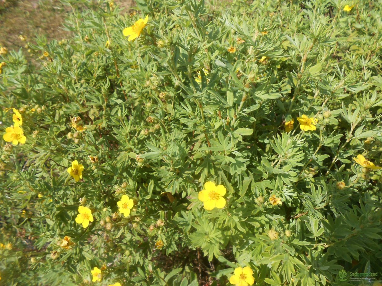 Курильский чай (лапчатка)