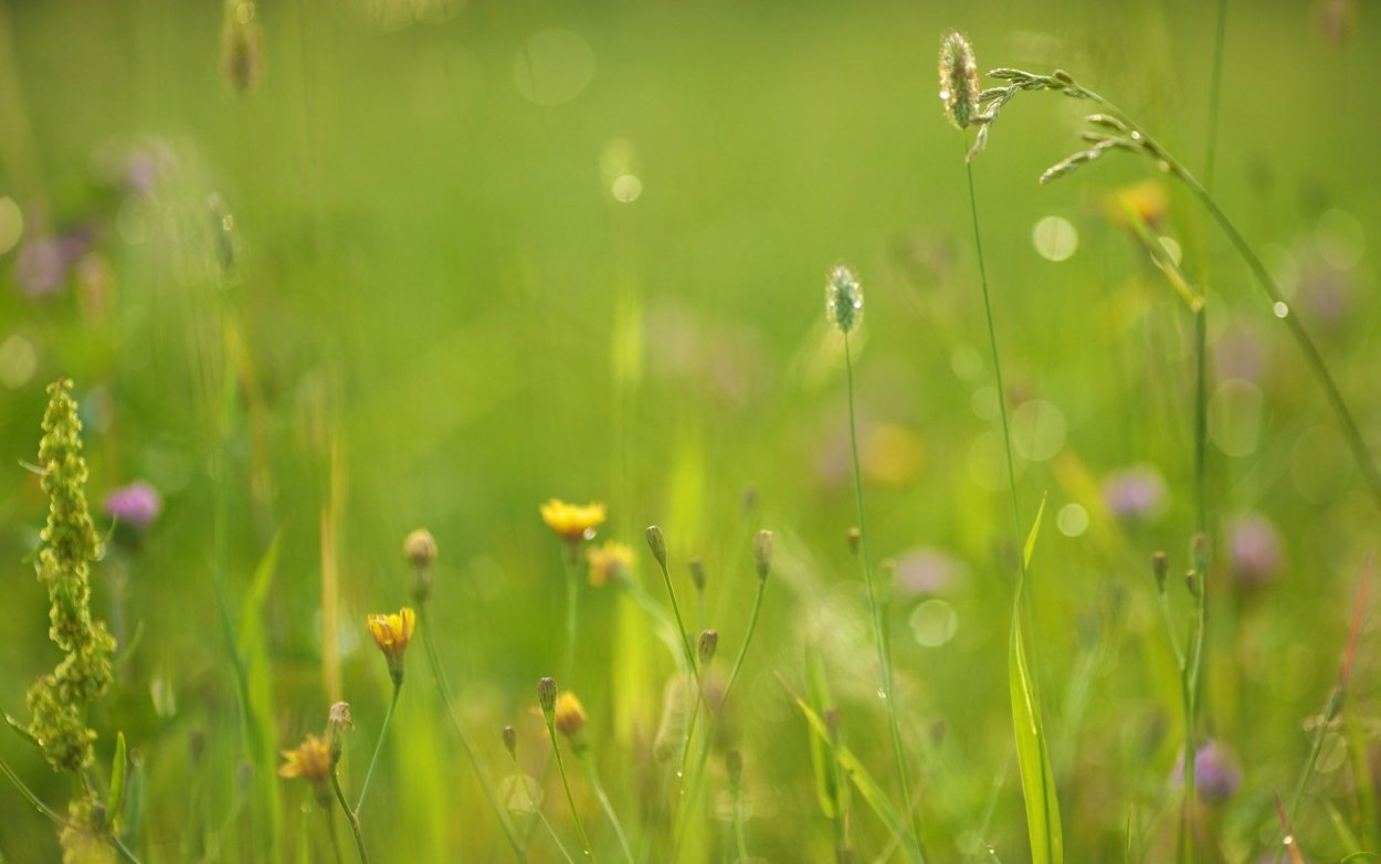 Фон трава луг