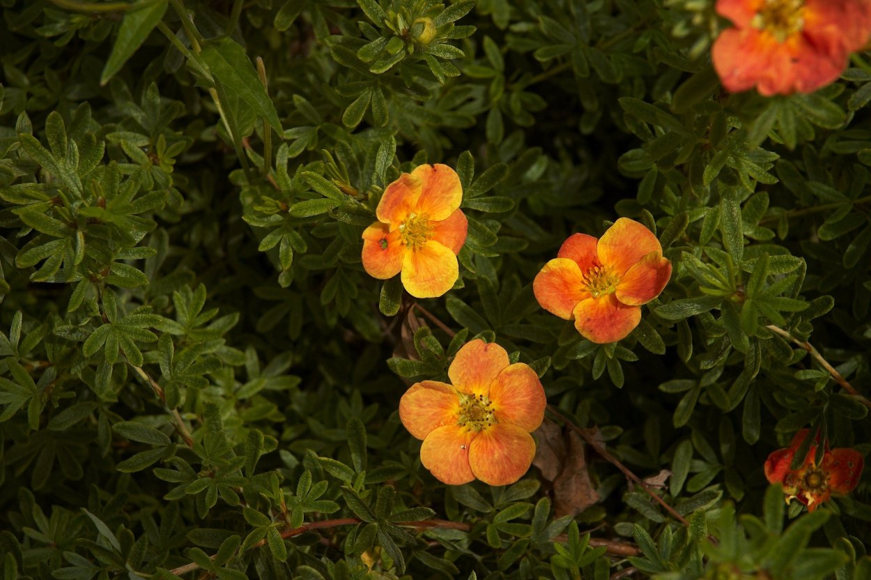 Лапчатка кустарниковая с2 «Танжерин»