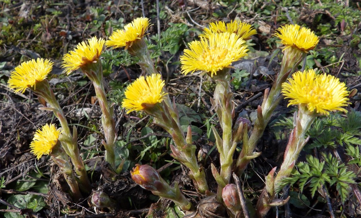 Мать-и-мачеха (мать-и-мачеха)