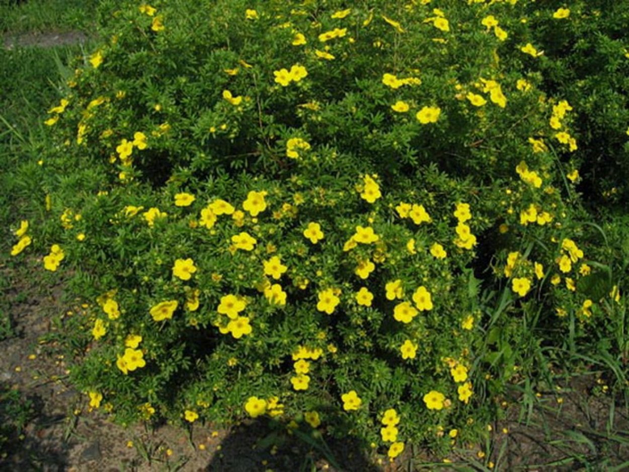 Лапчатка кустарниковая Лаймлайт