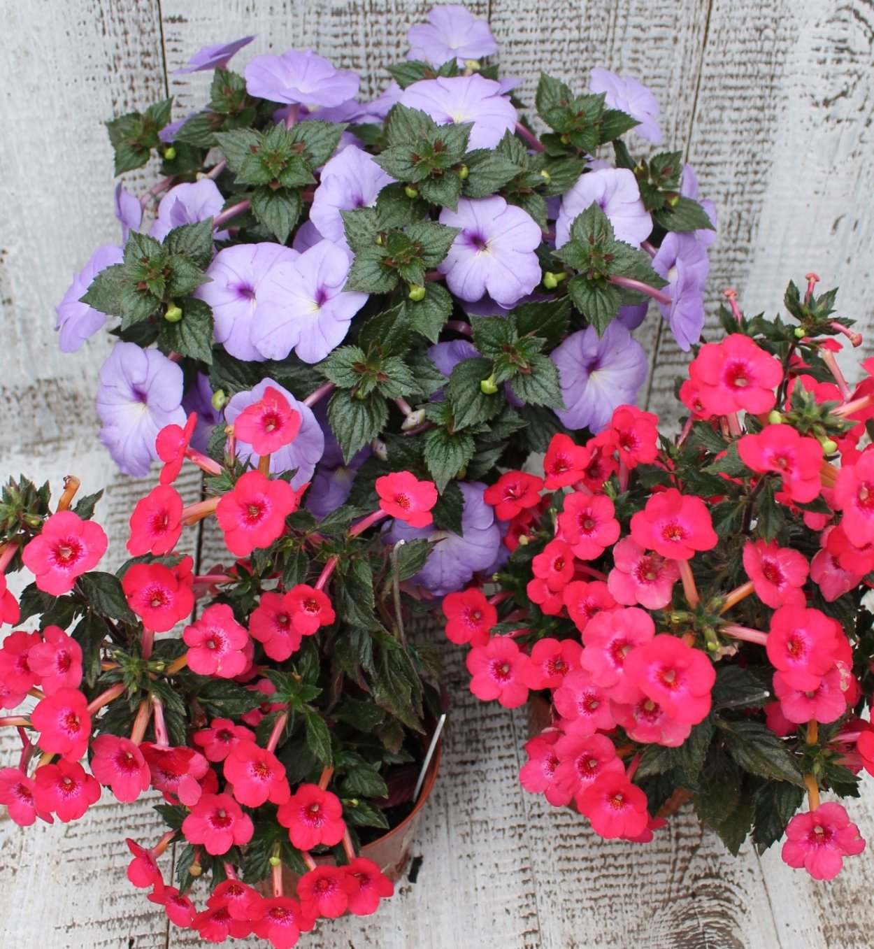 Ахименес Эсперанса