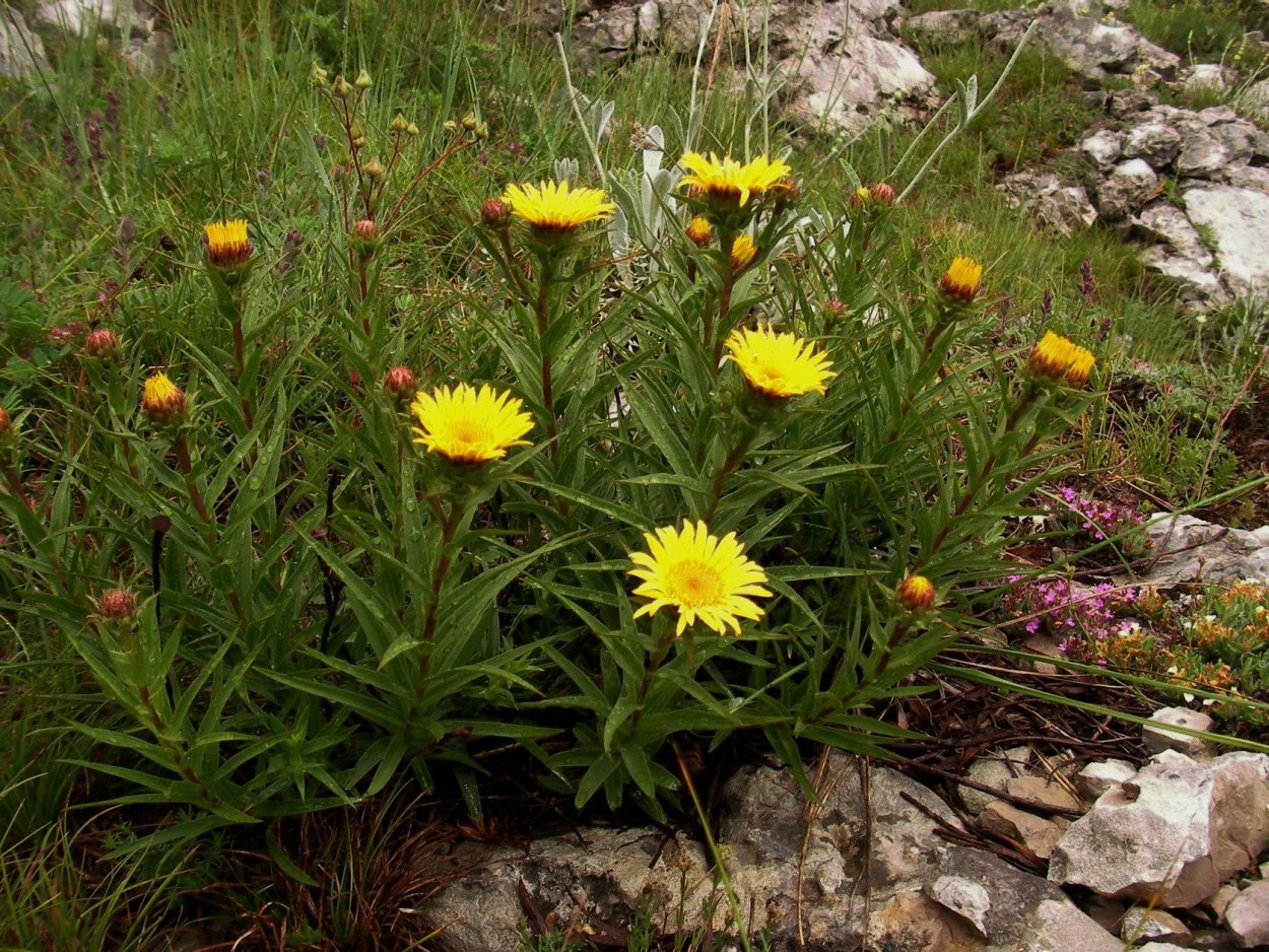 Горный девясил