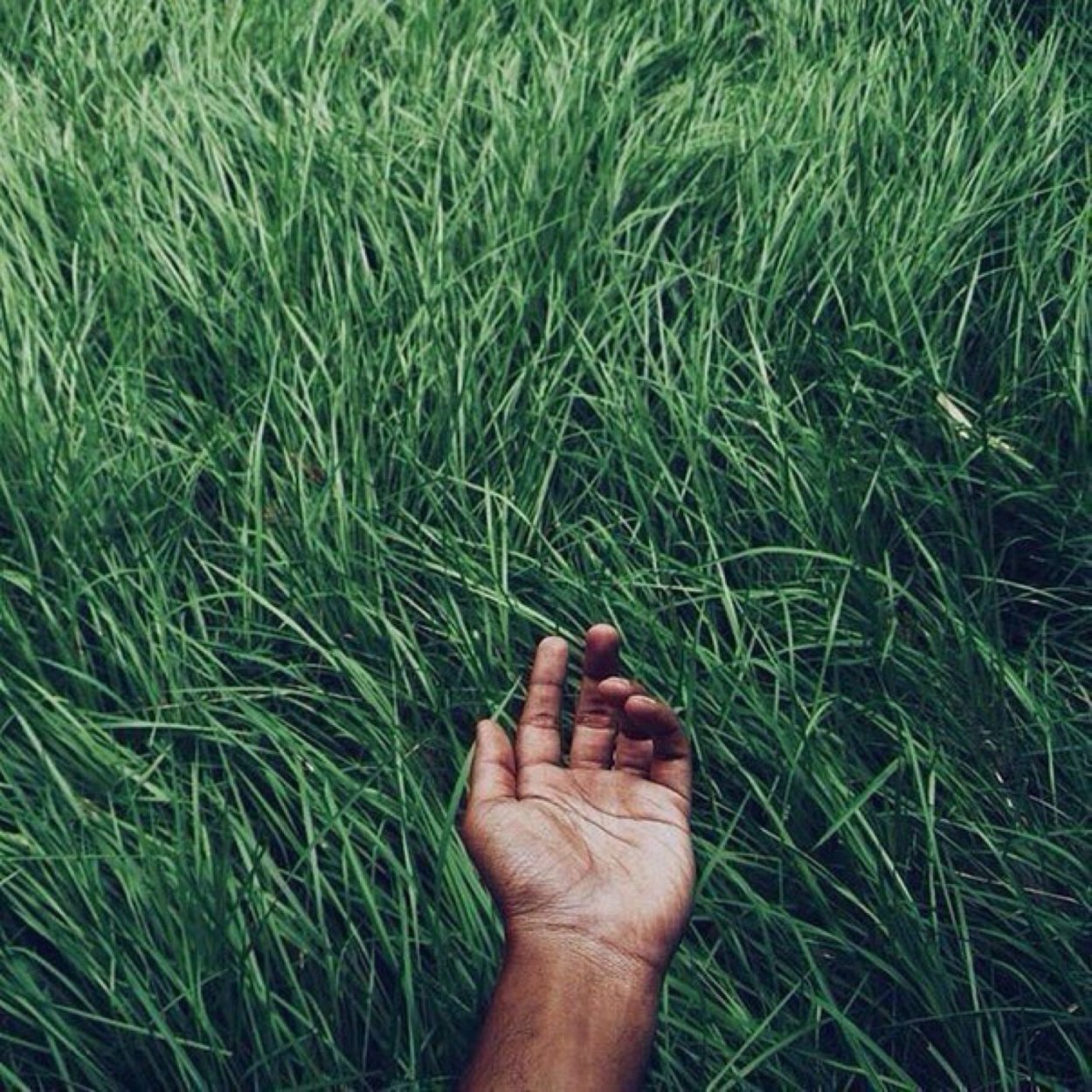 Трава Эстетика