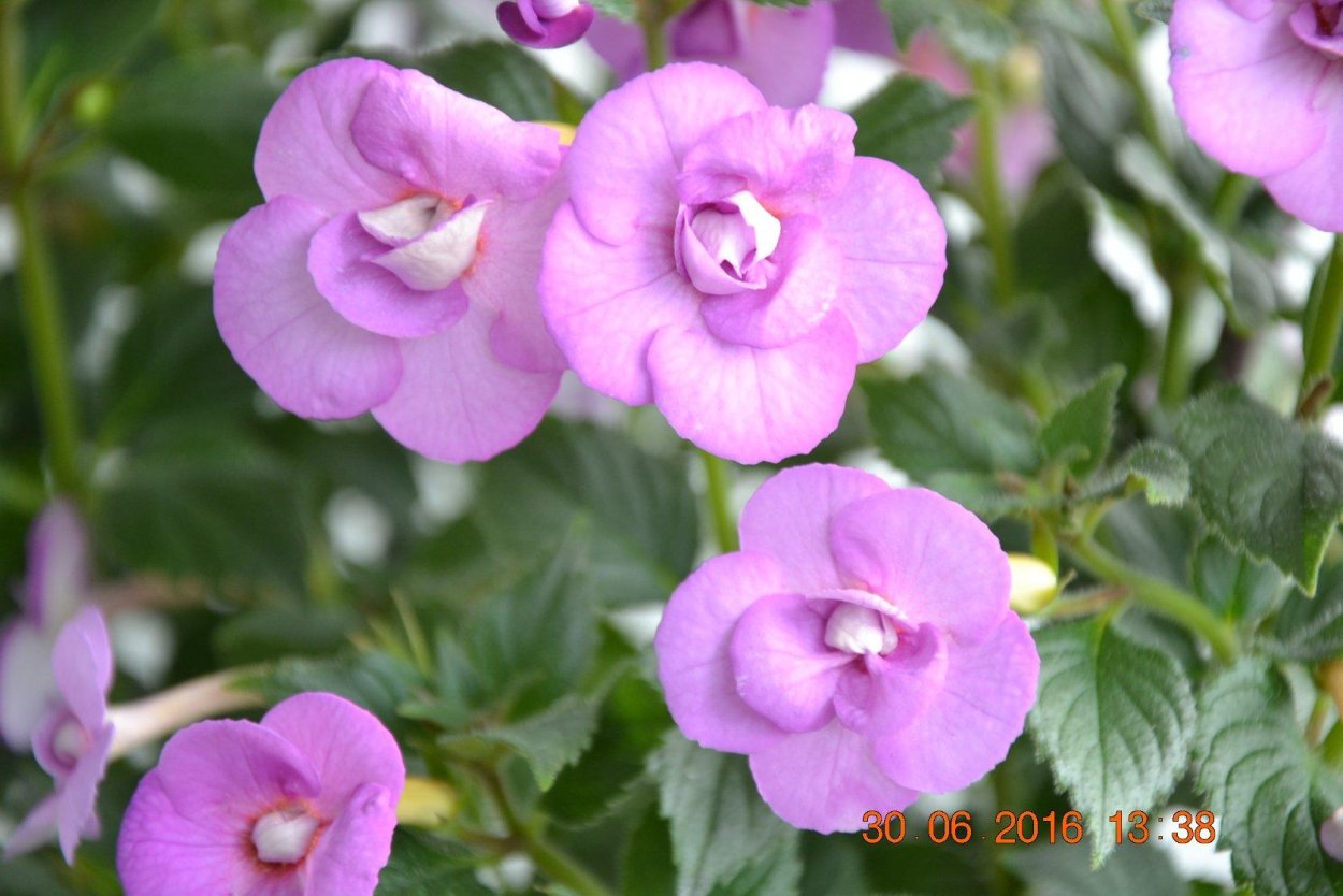 Ахименес розовый Ампель