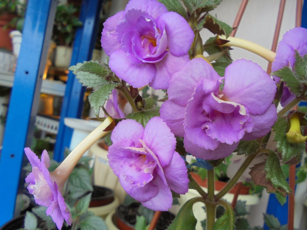 Pedunculata- ахименес