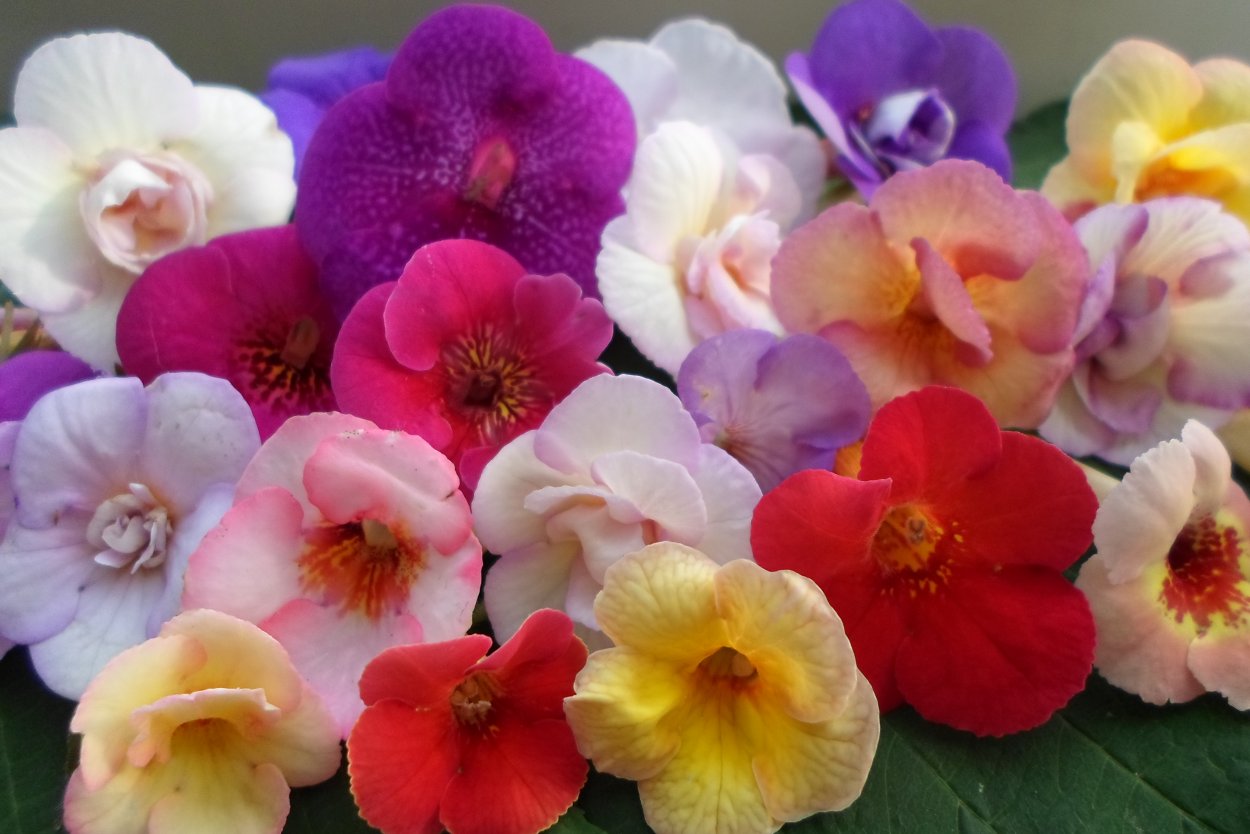 Ахименесы Пич блоссом