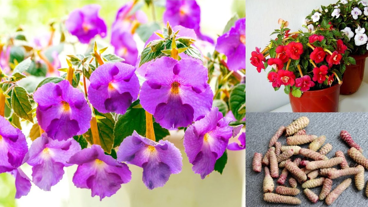 Ахименес mm's Irina