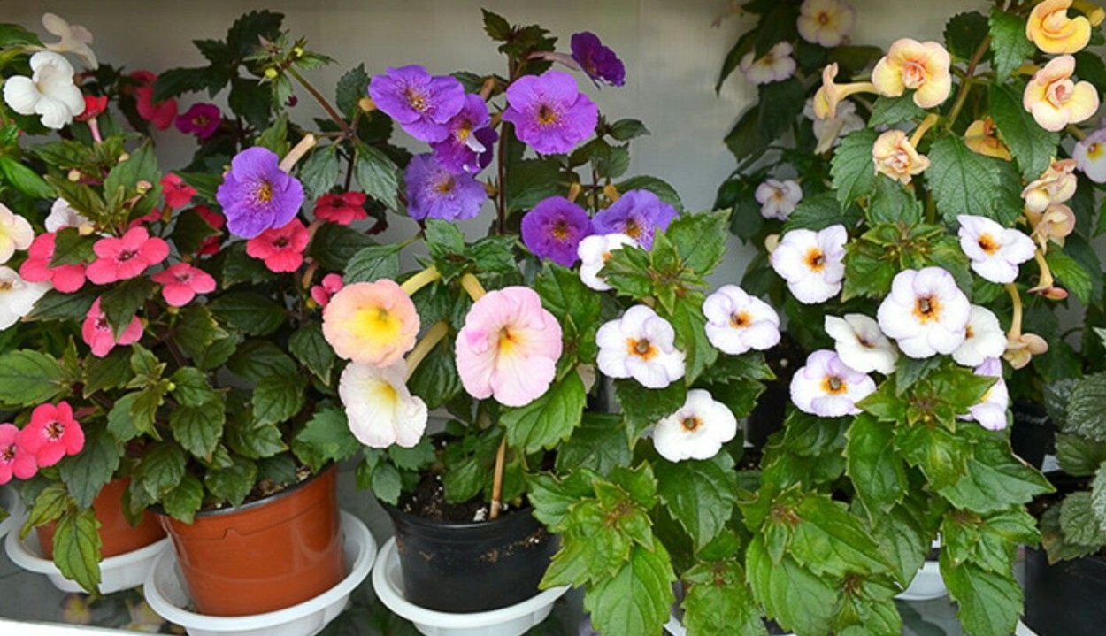 Ахименес Умберто Виторино