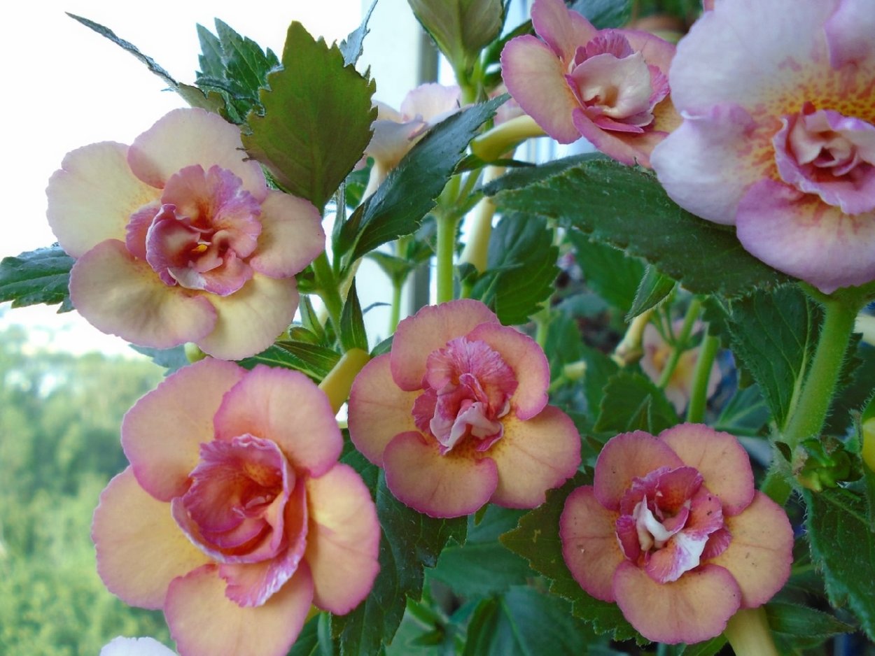 Ахименес Pearly Queen