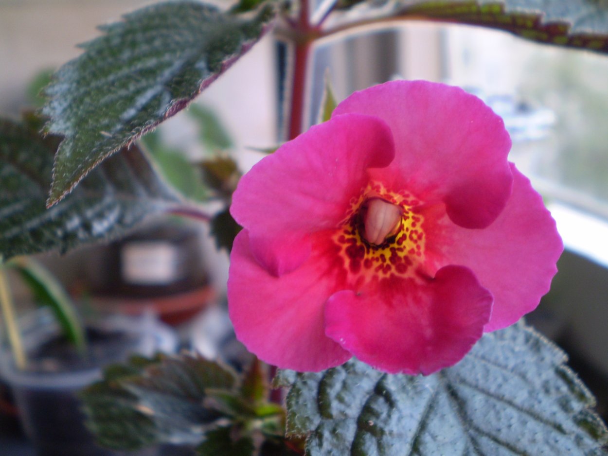 Ахименес Эренберга