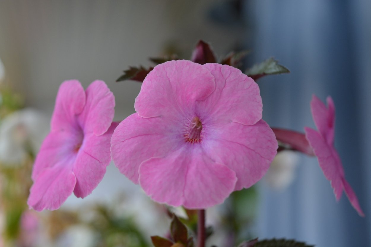 Ахименес лимон Орхард