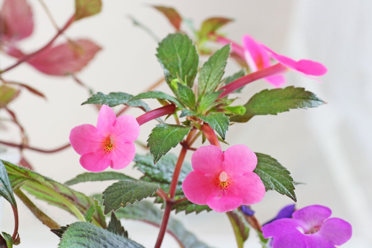 Ахименес сиреневый ампельный