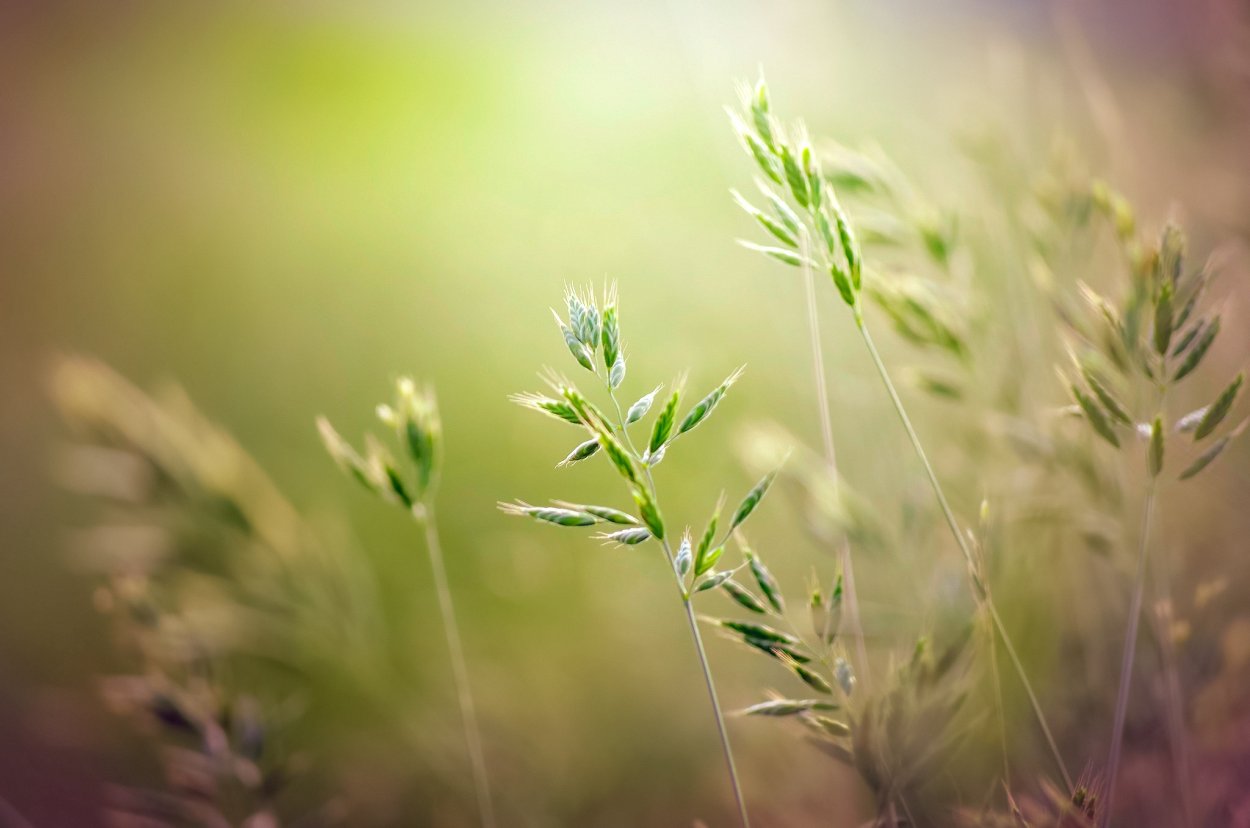 Полевые травы макро