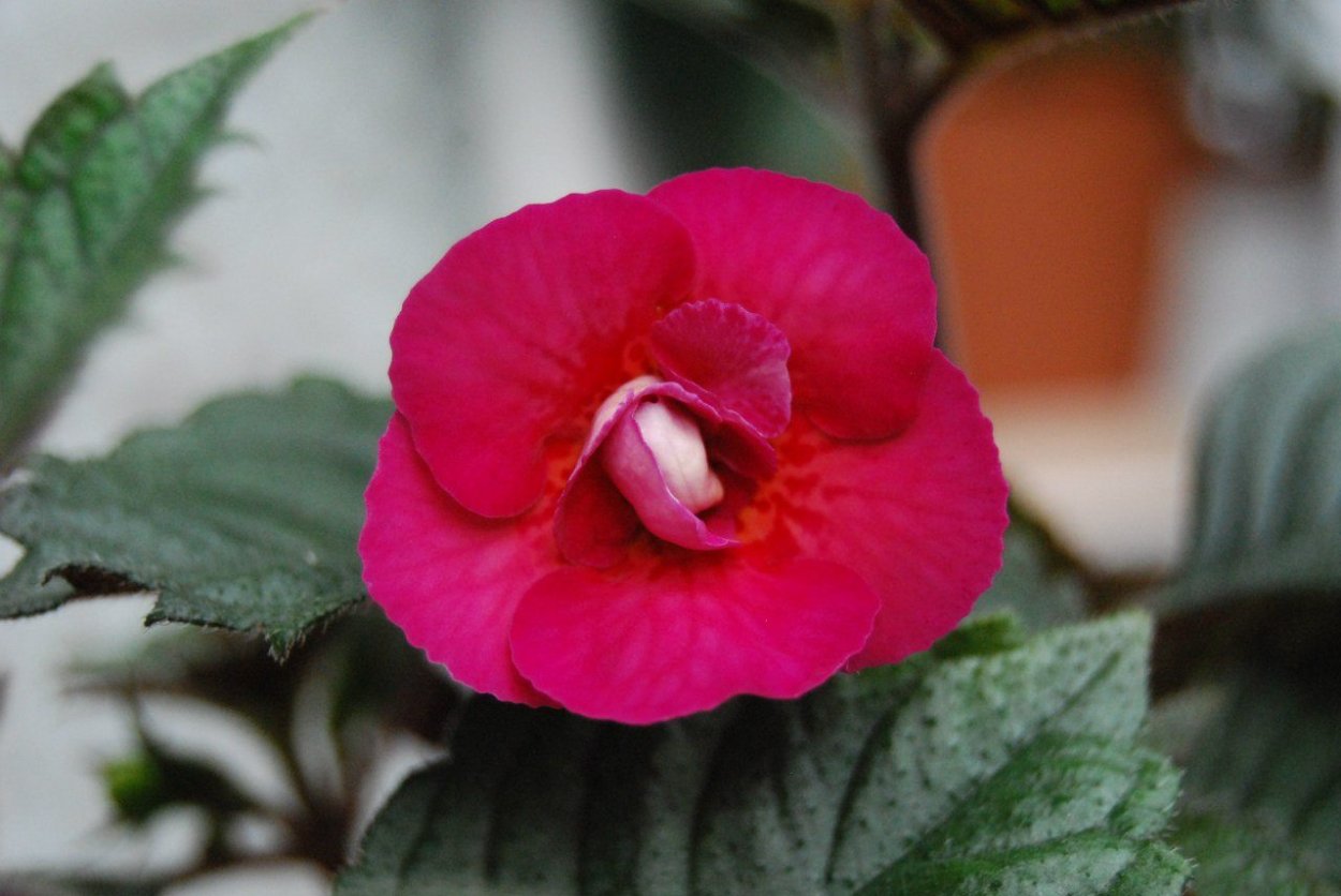 Ахименес hard to get