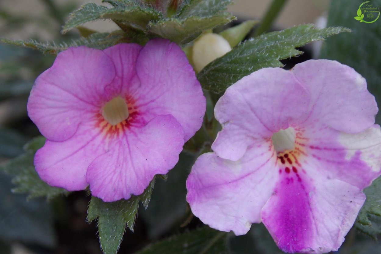 Ахименес сиреневый ампельный