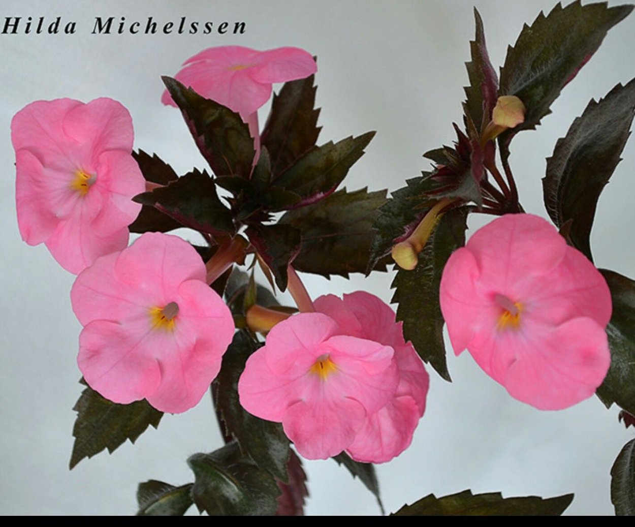 Peach Blossom ризомы