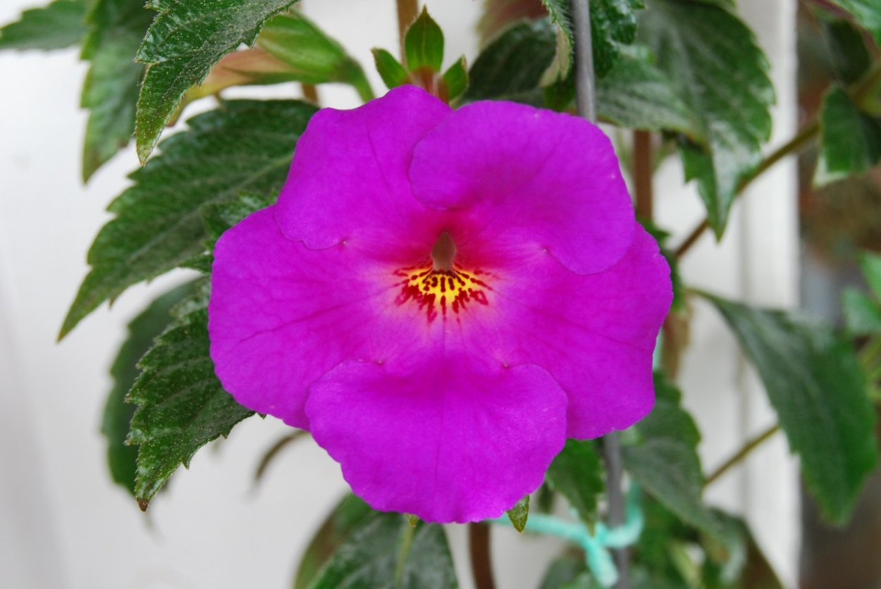 Ахименес Purple Kimono