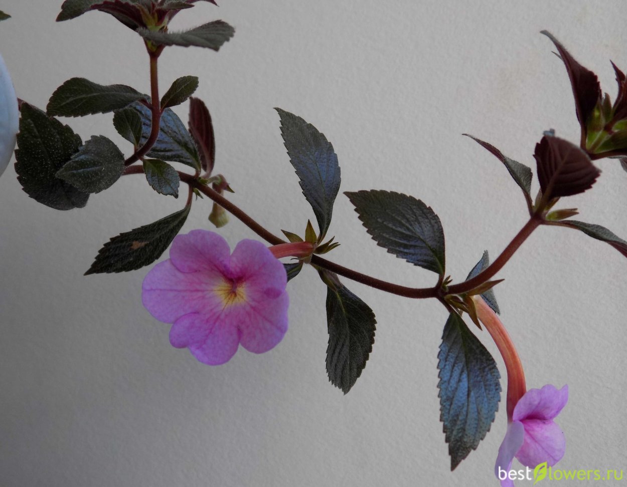 Ахименес Блю Сван