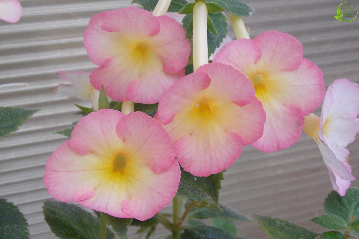 Ахименес Sauline фото