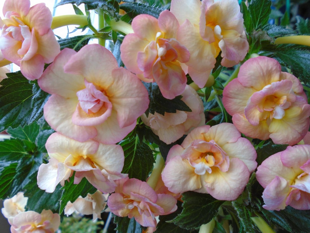 Ахименес Grenadine