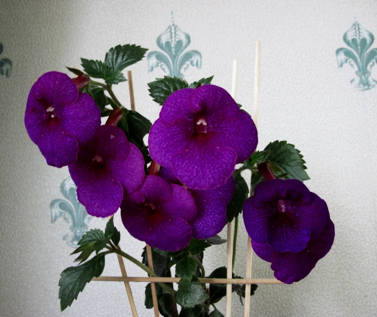 Ахименес гибридный