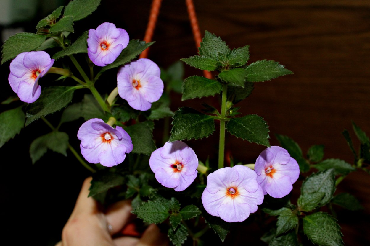 Ахименес Санторини