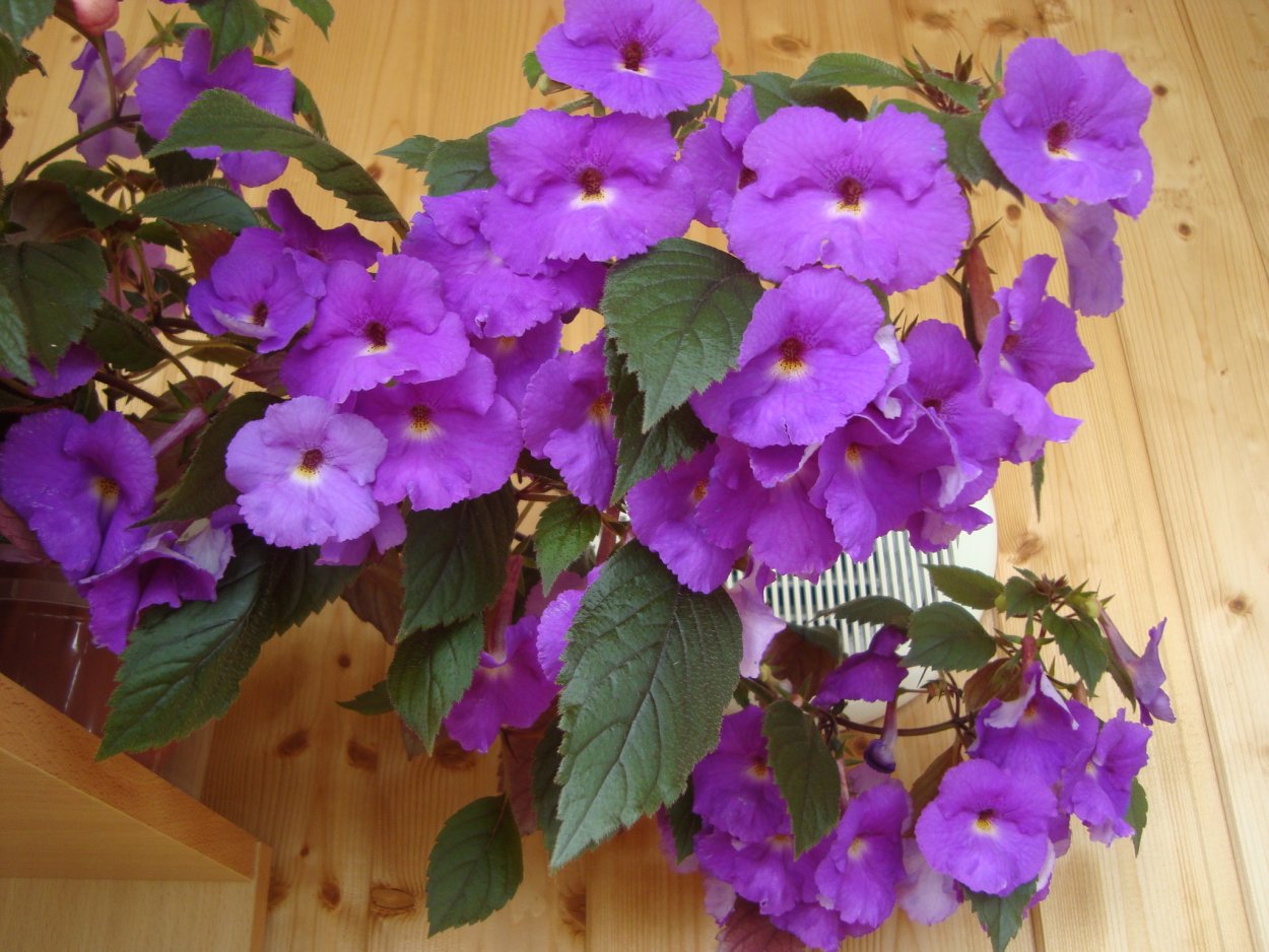 Ахименесы лилии Коротковой