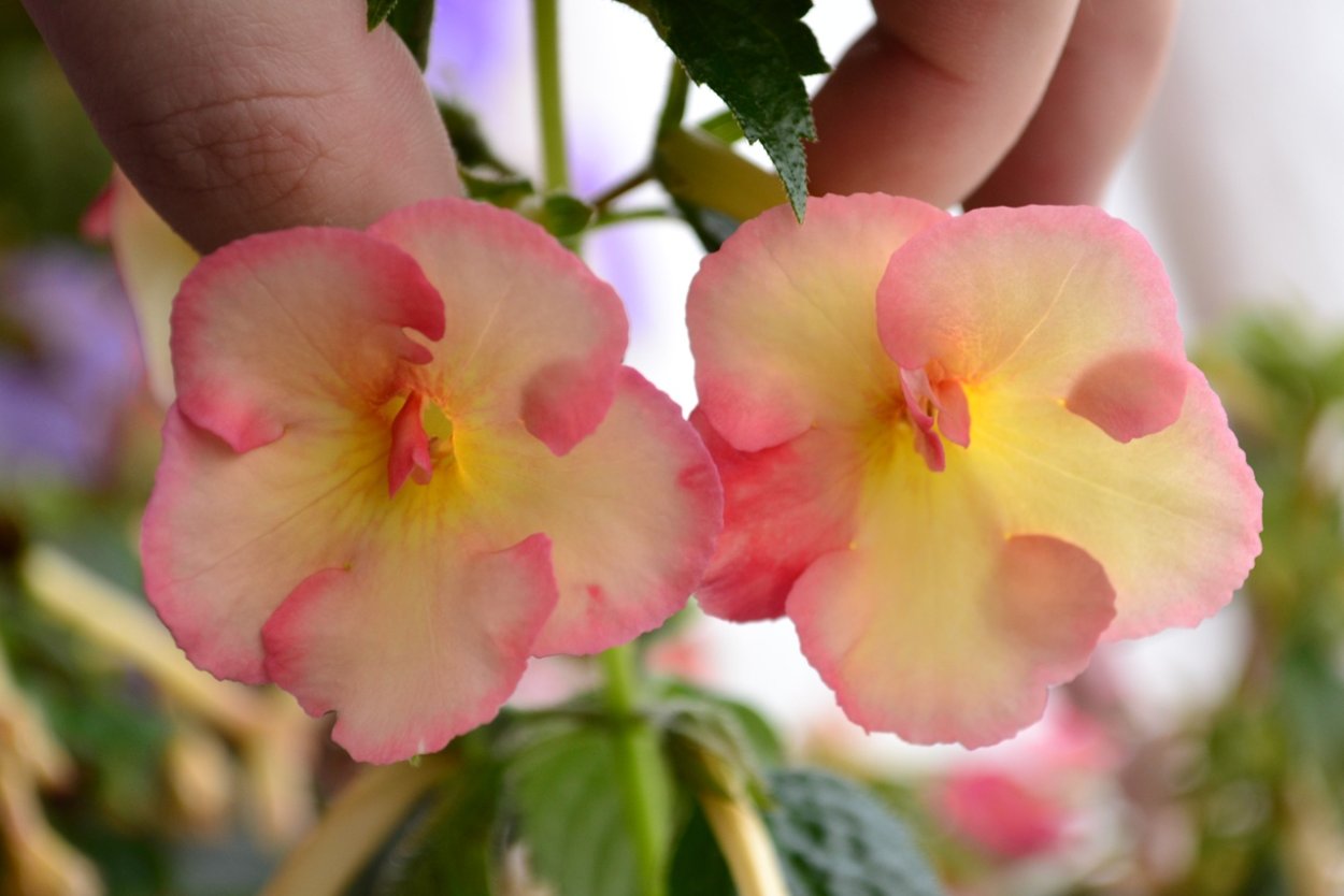 Ахименес Посейдон