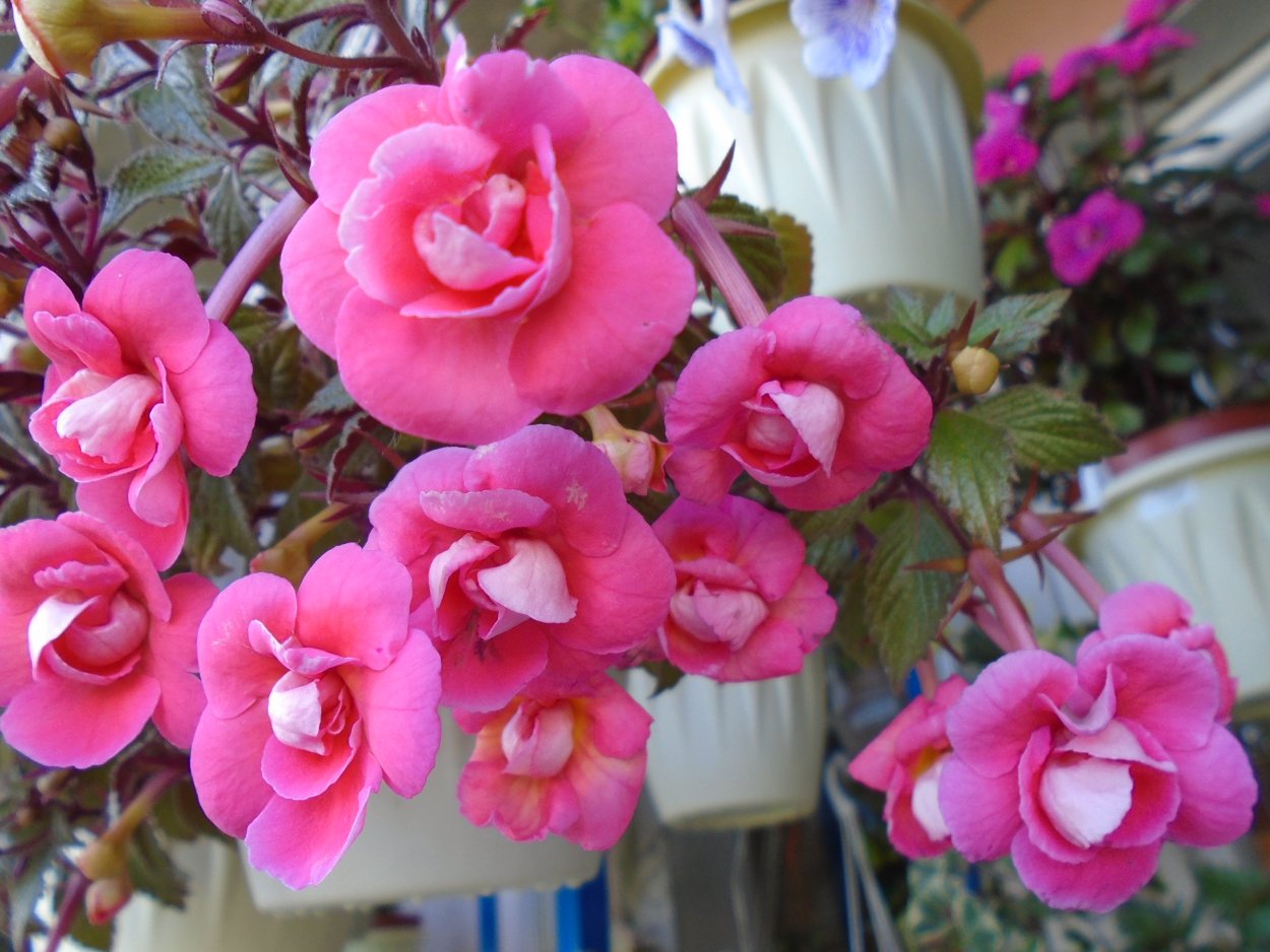 Ахименес Тропикана