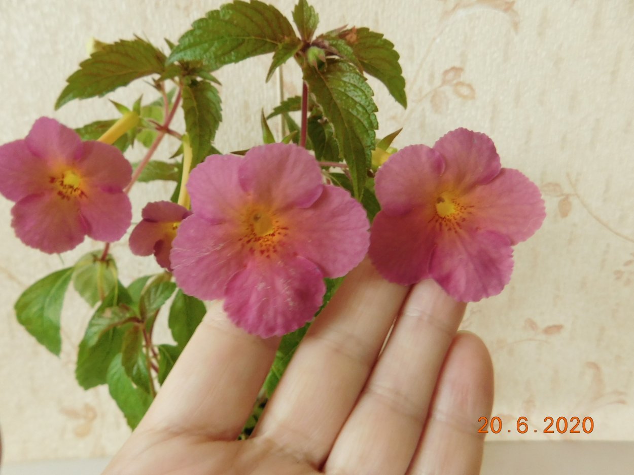 Ахименес Purple King из одной ризомы