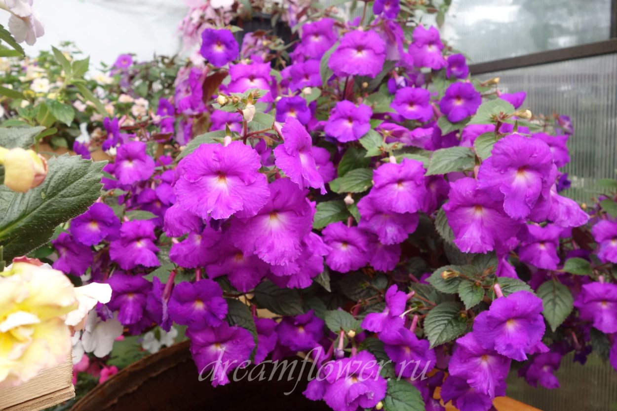 Ахименес Пич блоссом