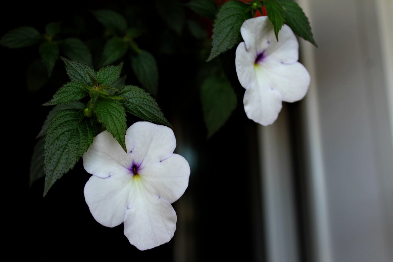 Ахименес Pink Velvet