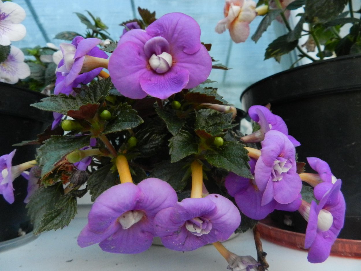 Ахименес Golden Butterfly